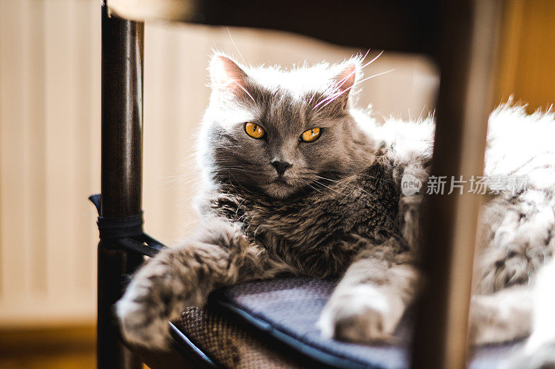 Chartreux Cat On A Chair椅子上的猫